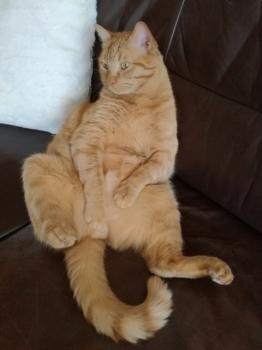 Garfield Bild von Garfield