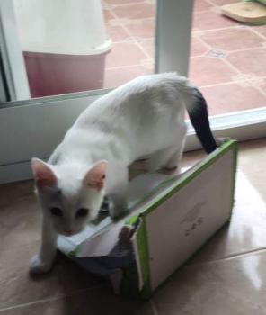 Copito Bild von Copito