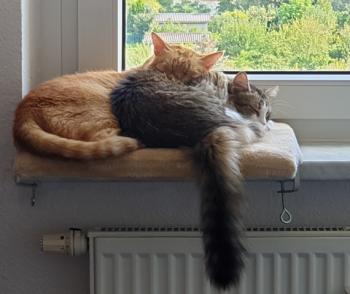 Kena Bild von Kena