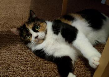 Momo Bild von Momo