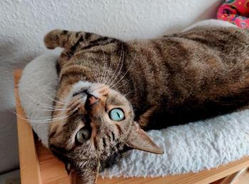 Pomela Bild von Pomela