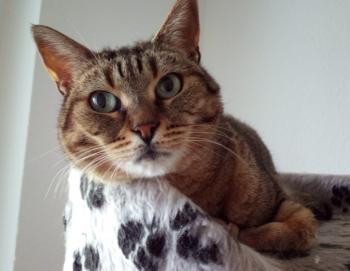 Pomela Bild von Pomela