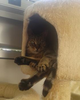 Pomela Bild von Pomela
