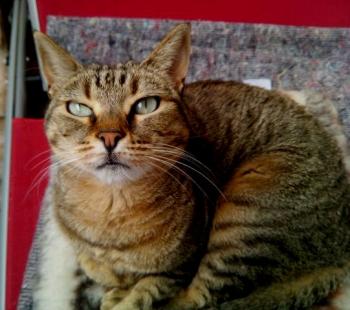 Pomela Bild von Pomela