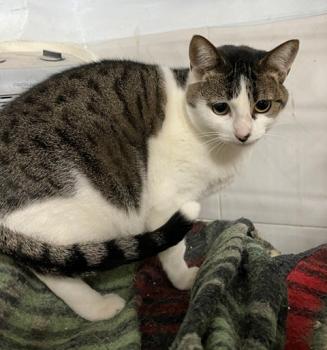 Tabby Bild von Tabby