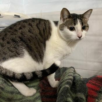 Tabby Bild von Tabby