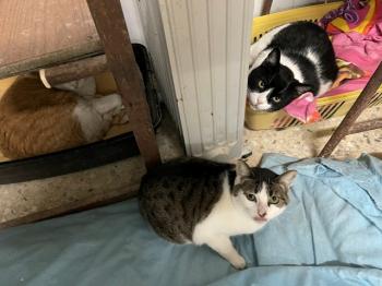 Tabby Bild von Tabby