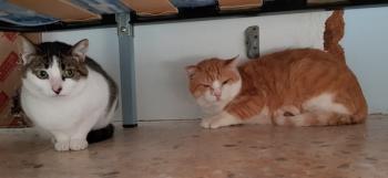 Tabby Bild von Tabby