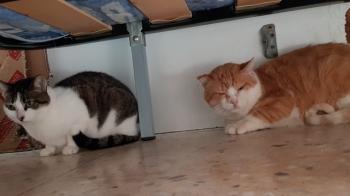 Tabby Bild von Tabby