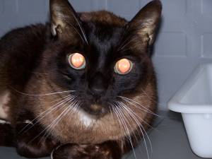 Brownie Bild von Brownie