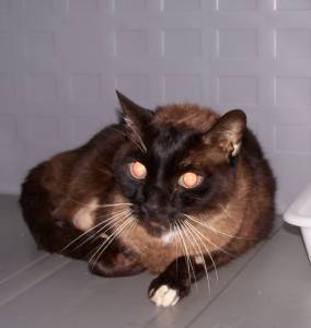 Brownie Bild von Brownie