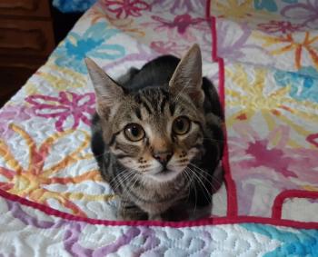 Tigre Bild von Tigre