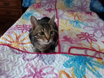 Tigre Bild von Tigre