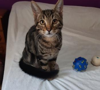 Tigre Bild von Tigre