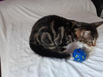 Tigre Bild von Tigre
