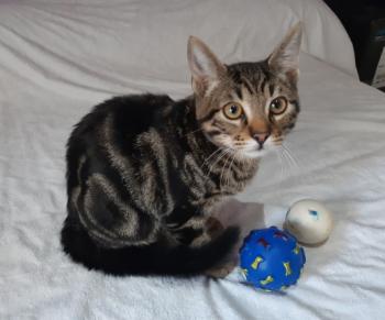 Tigre Bild von Tigre