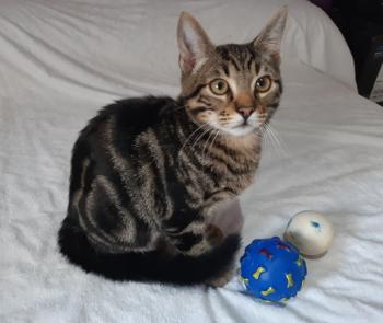 Tigre Bild von Tigre