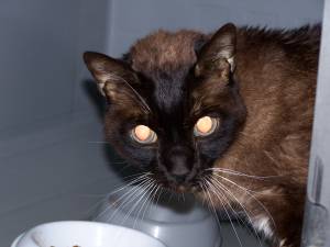 Brownie Bild von Brownie