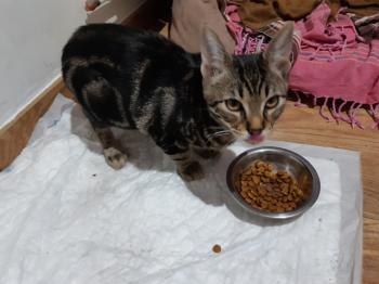 Tigre Bild von Tigre