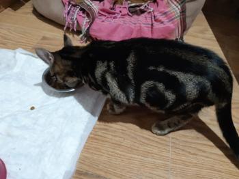 Tigre Bild von Tigre