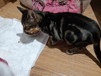 Tigre Bild von Tigre