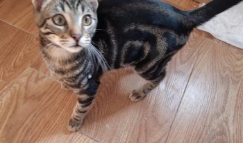 Tigre Bild von Tigre