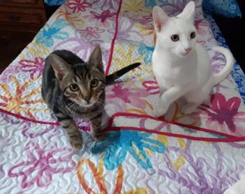 Tigre Bild von Tigre