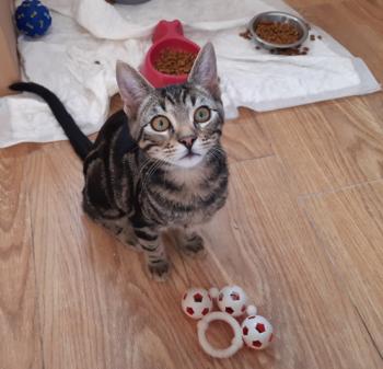 Tigre Bild von Tigre