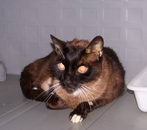 Brownie Bild von Brownie