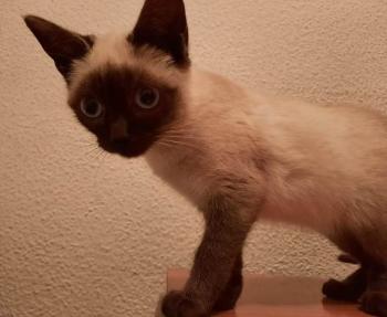 Bild von Pimienta