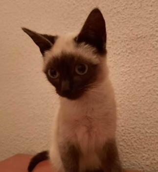 Bild von Pimienta