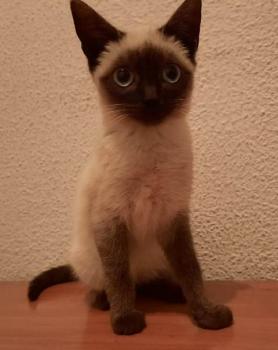 Bild von Pimienta