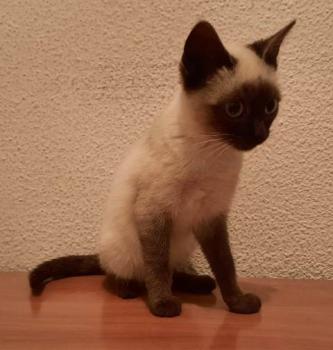 Bild von Pimienta