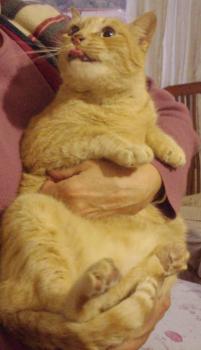 Sumo Bild von Sumo