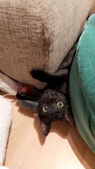 Blacky Bild von Blacky