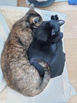 Blacky Bild von Blacky