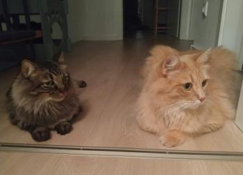 Bild von Bart