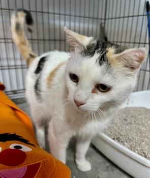 Manchitas Bild von Manchitas