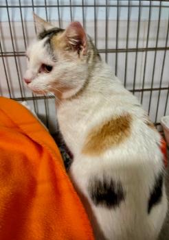 Manchitas Bild von Manchitas