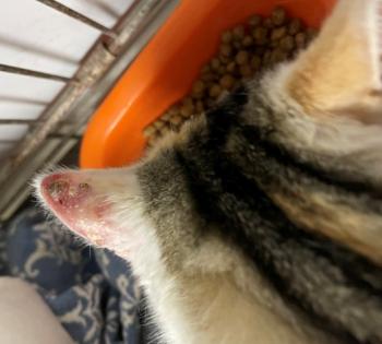 Manchitas Bild von Manchitas