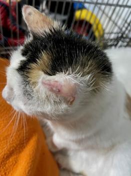 Manchitas Bild von Manchitas