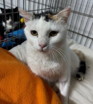 Manchitas Bild von Manchitas