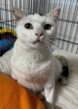 Manchitas Bild von Manchitas