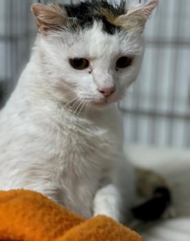 Manchitas Bild von Manchitas
