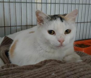 Manchitas Bild von Manchitas