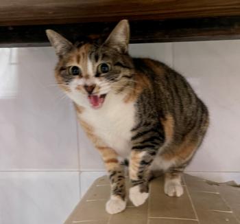 Piti Bild von Piti