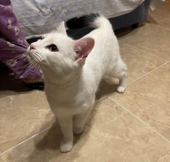 Copito Bild von Copito