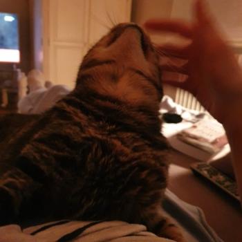 Bild von Starbuck