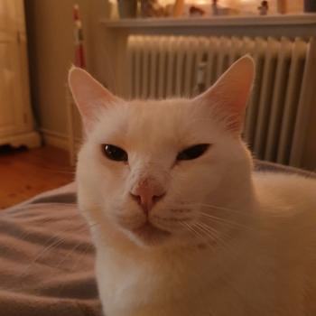 Coton Bild von Coton