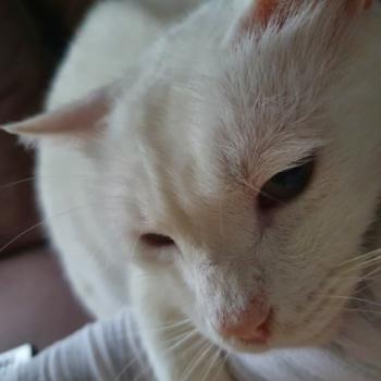 Coton Bild von Coton